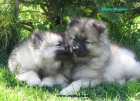 nmeck pic vl , keeshond