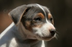 Prodm tn jack russell terira