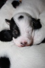 ttka Jack Russell terira s PP