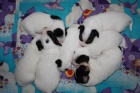 ttka Jack Russell terira s PP