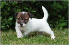 Jack Russell terir