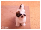 SHIHTZU ttka