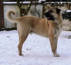 KARABA - KANGAL - ANATOLSK PASTEVECK PES