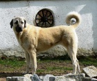 KARABA - KANGAL - ANATOLSK PASTEVECK PES