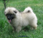 keeshond, nmeck pic vl