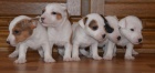 tntka jack russell terier