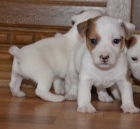 tntka jack russell terier