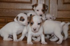 tntka jack russell terier