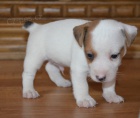 tntka jack russell terier