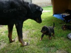 Beauceron