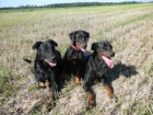 Beauceron