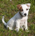 Jack russel terir - ttka s PP