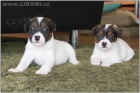 Parson a Jack Russell terir