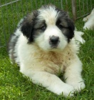 Pyrenejsk mastin