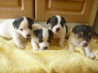 Prodm ttka JRT