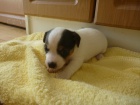 Prodm ttka JRT