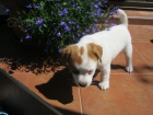 Holika Jack Russell Terier S PP