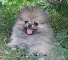 nmeck pic mal , trpasli / pomeranian