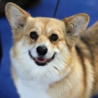 Welsh corgi pembroke - tata s PP