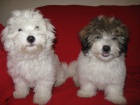 tata Coton de Tulear