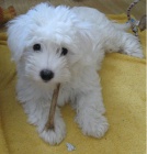 tata Coton de Tulear