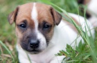 Prodm tn JRT