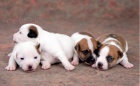 Prodm tn JRT