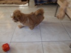 Lhasa apso s PP