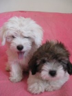 Coton de Tulear