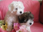 Coton de Tulear