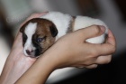 K prodeji nabzme ttka JRT s PP !!!