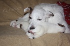 K prodeji nabzme ttka JRT s PP !!!