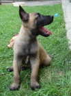 BELGICK OVK MALINOIS - TATA S PP