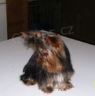 Jork��rsk� terier - nab�z�m kryt�