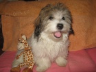 Coton de Tulear