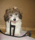 Coton de Tulear