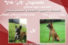 Nabdka tat Belgick ovk Malinois