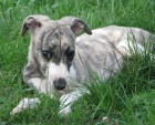 vipet , whippet, mal anglick chrt