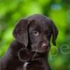 tata Chesapeake bay retrievera