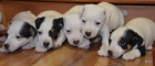 krsn tntka jack russell terier