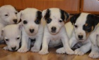 krsn tntka jack russell terier