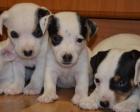krsn tntka jack russell terier
