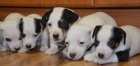 krsn tntka jack russell terier