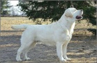 Labradorsk retriever-krsn ern tntka sPP