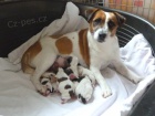 tata Jack russell terrier