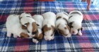 tata Jack russell terrier