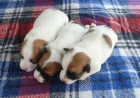 tata Jack russell terrier