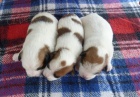 tata Jack russell terrier