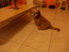 Lhasa apso s PP