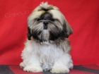 Shih-tzu - ttka s PP